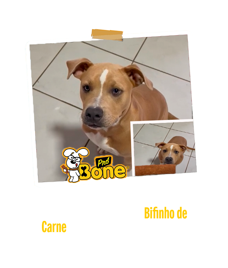 catiorra-pitbull-probone-2